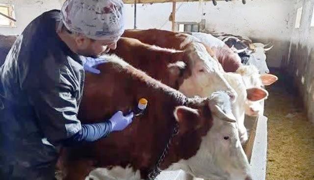 Şap Aşısı yapılıyor  