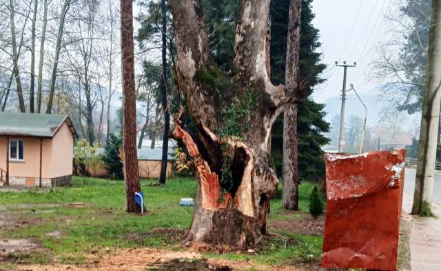 Asırlık Ağcın dalı koptu  