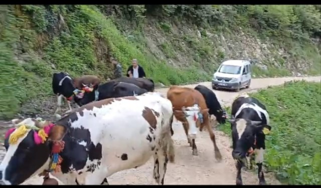 Akyazılı yaylacılar göç etmeye başladı  